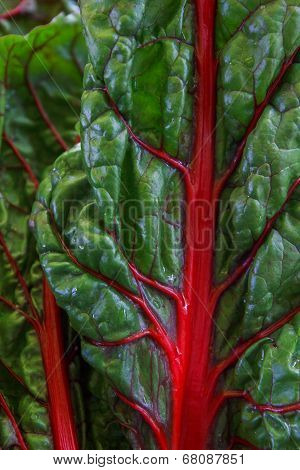 Detail of fresh layered leaves of chard