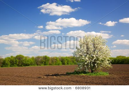 Blomstrende træ, agerjord