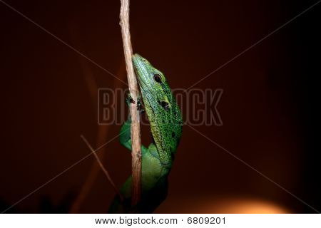 Baby grünen Baum Monitor Varanus prasinus