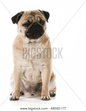 grumpy dog - pug with grouchy expression isolated on white background