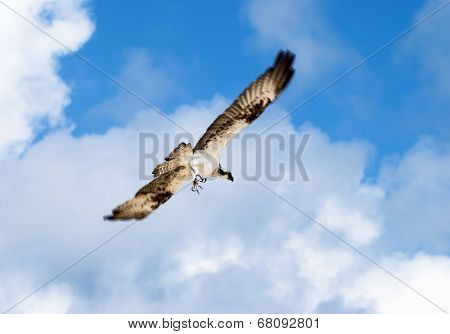 Eagle's Attack