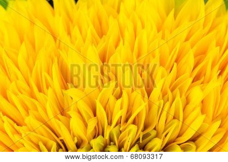 Ray Flowers Of Sunflower