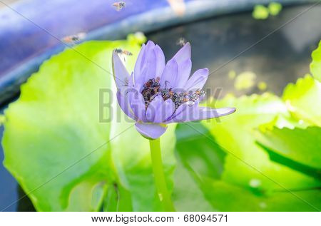 Closeup Lotus Bee Swarm