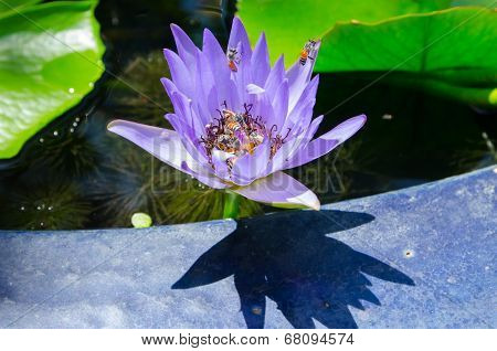 Closeup Lotus Bee Swarm