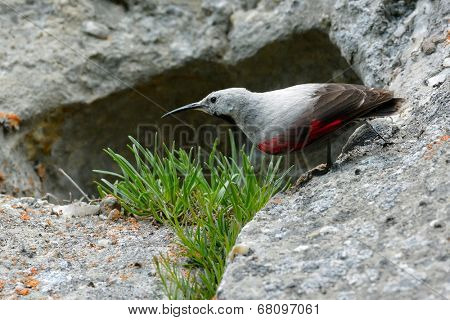 The Wallcreeper (Tichodroma muraria) in natural habitat