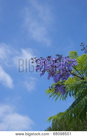 Purple Tree Blossoms
