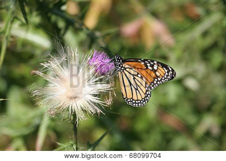 Monarch Butterfly (danaus Plexippus)
