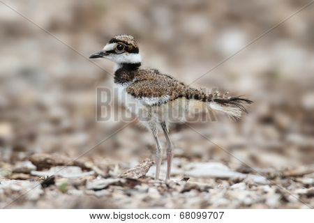Baby Killdeer (charadrius Vociferus)