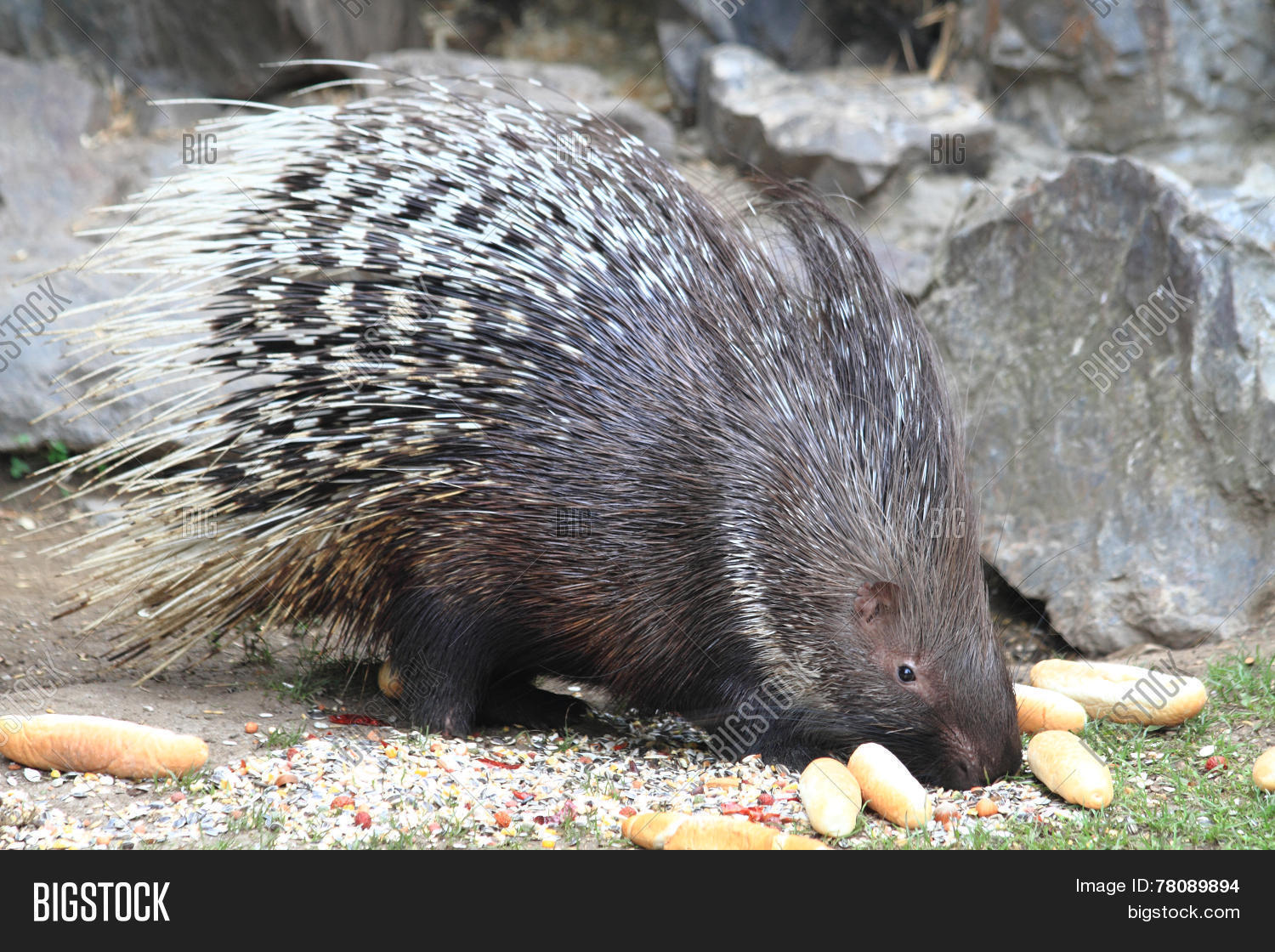 индийский дикобраз hystrix indica. игла дикобраза под микроскопом. тонкоиглый дикобраз. дикобраз ареал. яйца дикобраза фото.