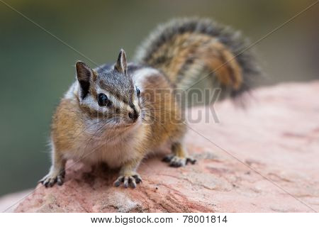 Chipmunk On A Rock