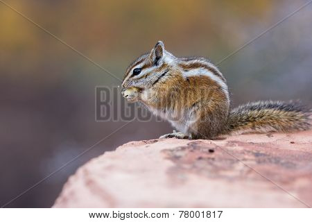 Chipmunk On A Rock