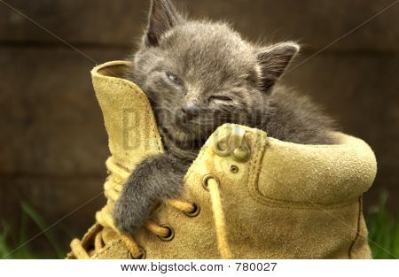 Sleepy Kätzchen