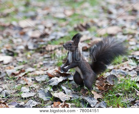 Squirrel