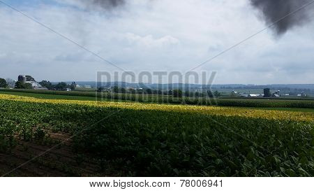 Tobacco