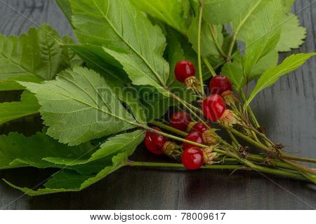Stone Bramble