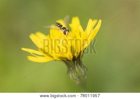 Syrphid Fly On Dandelion Yellow
