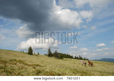 Pferde unter riesige Wolken