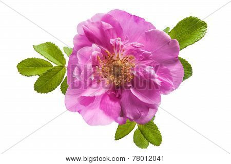 Wild Rose Flower On White Background