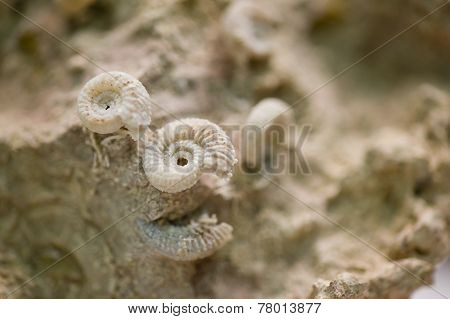 Shell Fossils On Petrified Sand Stone