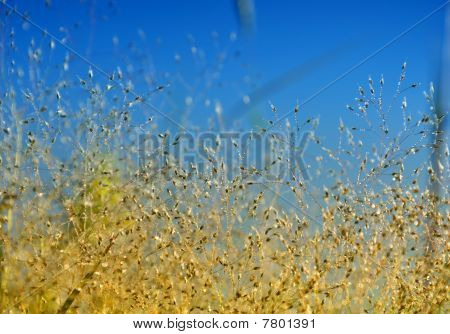 Herbes folles élégant