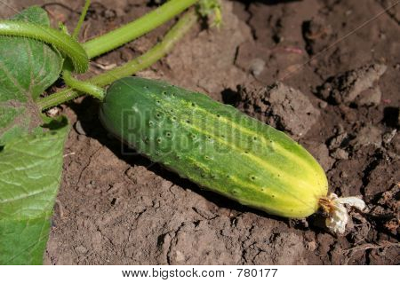 okurka