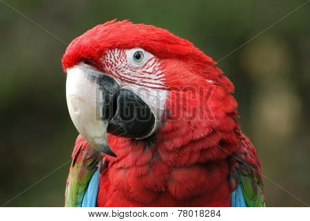 Green-winged macaw (Ara chloropterus).