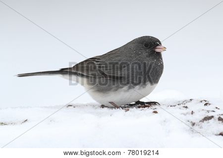 Junco In A Snow Storm