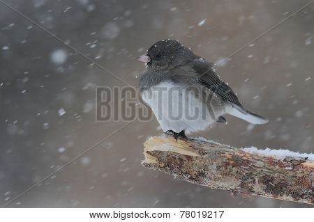 Junco On A Branch In A Snow Storm