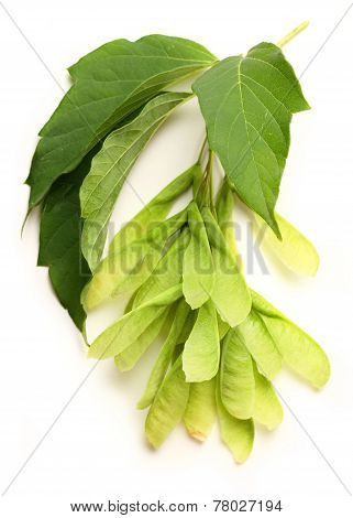 Maple Ash Seeds