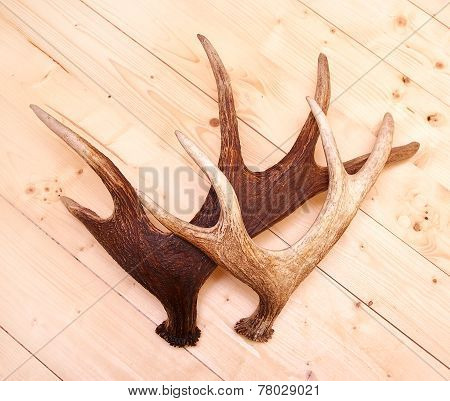 Deer Antlers