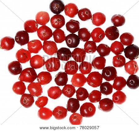 Cranberries Isolated White Closeup
