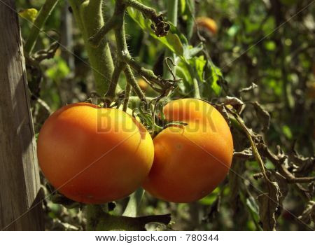 Tomaten