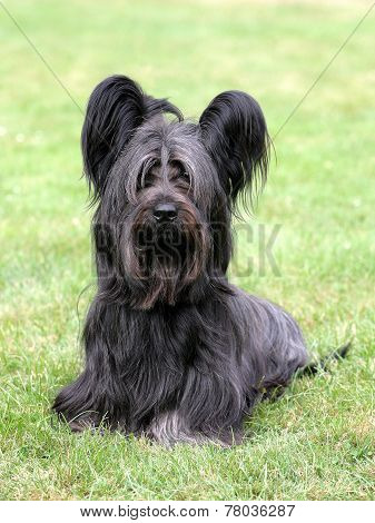 Typical Black Skye Terrier On A Green Grass