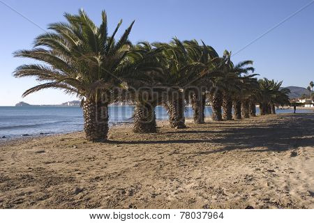Beach and Palm Trees