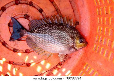 Big Damsel Fish.