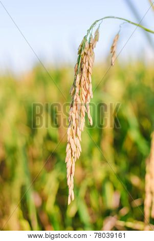 Rice Plant In Rice Field