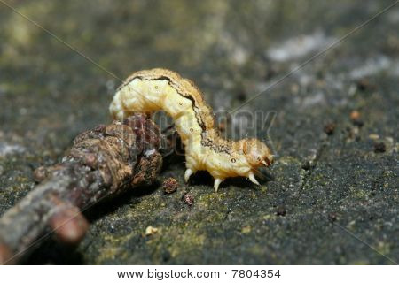 Caterpillar