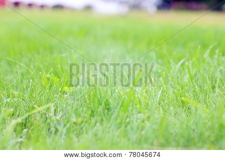 Closeup Of Green Grass With Shallow Depth Of Field On Sunny Summer Day