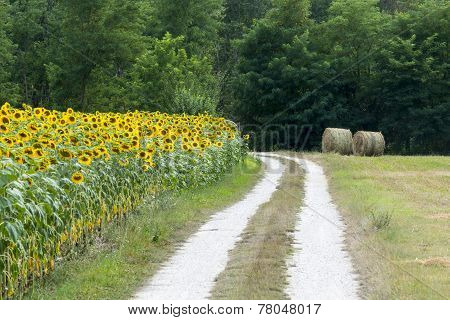 Marches: Country Landscape