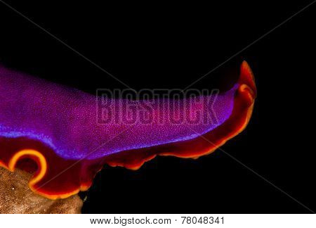 Flatworm bridge