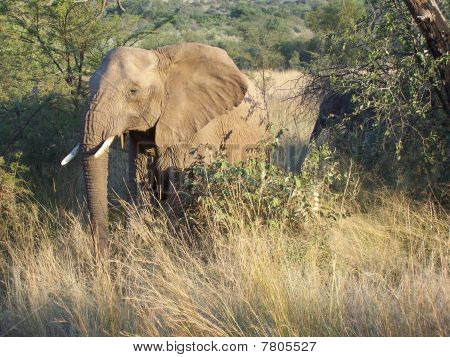 éléphant