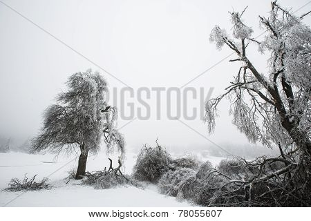 Fallen And Broken Trees Covered With Sleet And Ice