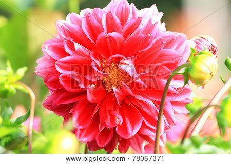 Dahlia flower and buds