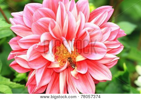 Dahlia flower and bee