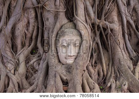 Buddha Stone Head  Statue In Tree  Of  Temple Ayutthaya In Thailand