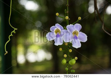 Purple Orchid Flower