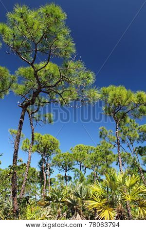 Pinelands