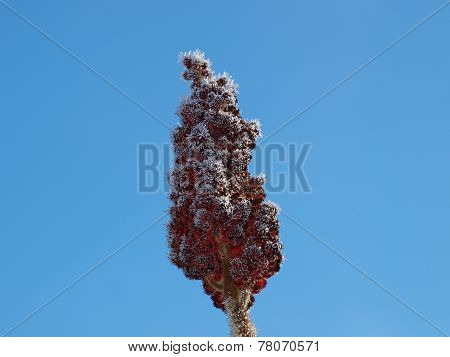 Plants Covered With Frost, Southern Bohemia