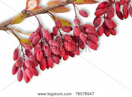 Ripe Barberry On A Branch Close-up