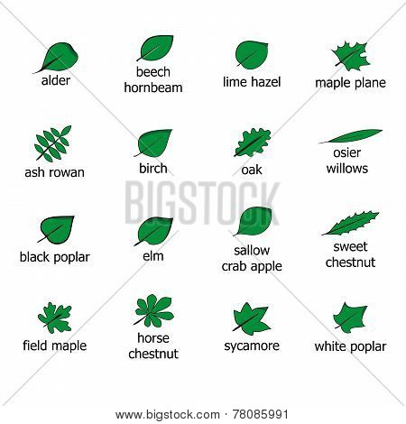 leaves
